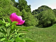 33  Peonia officinalis (Peonia selvatica) in piena fioritura con vista sul Monte Zucco
